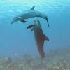 Photographer of the Week...Daryl aka JazzDiver