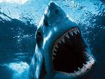 Great White Shark Guadalupe Island, Mexico