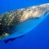 tn_gallery_2_82_104.jpg