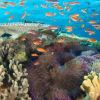 Fiji Siren Liveaboard