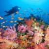 Fiji Siren Liveaboard