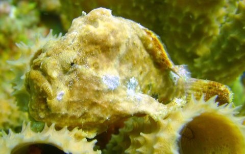 frogfish