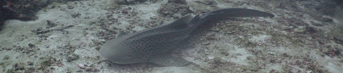 hkt-shark
