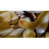 Bumblebee shrimp