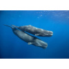 Dominica Whales 2 near surface