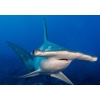 Cocos Hammerhead