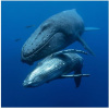 Whales