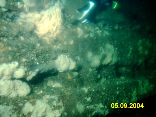Freshwater Sponges
