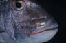 Fish Face