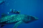 Whale Shark
