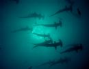 Hammerheads
