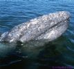 Whale
