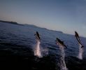 3 dolphins