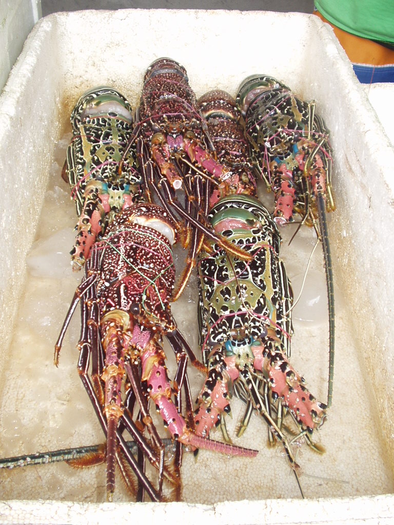 Bugs in Bali Member Submitted Images Gallery