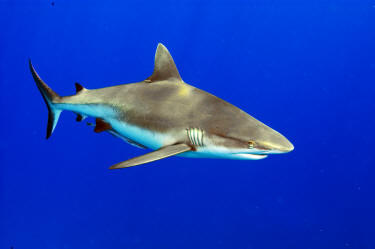 Pacifc Grey Reef Shark