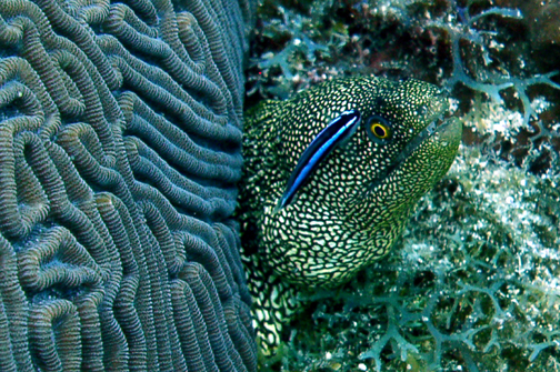 Spotted Moray_small