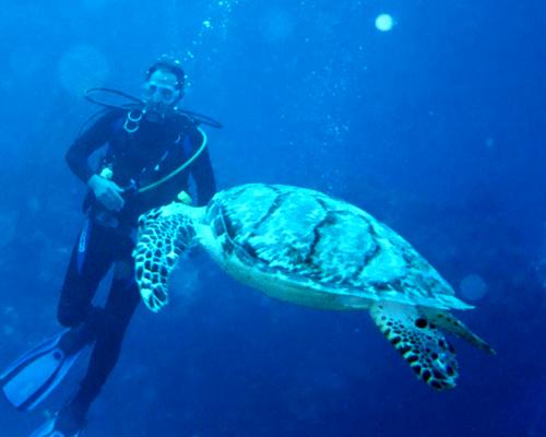 Turtle 2