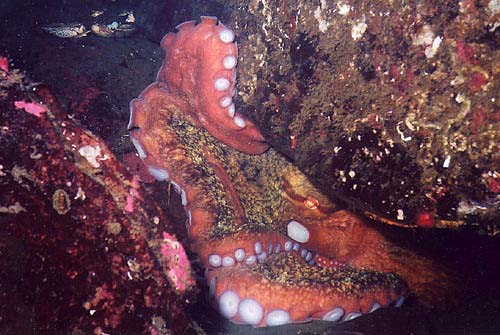 How big are YOUR octopus!??