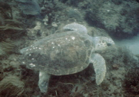 Turtle