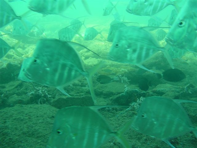 Under the pier