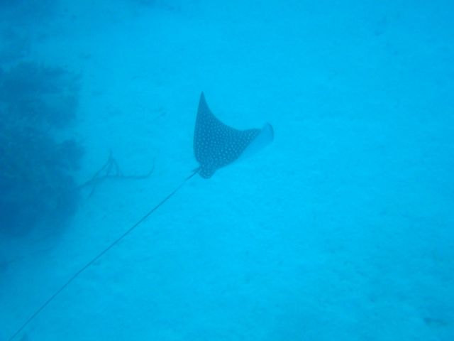 Another spotted Eagleray