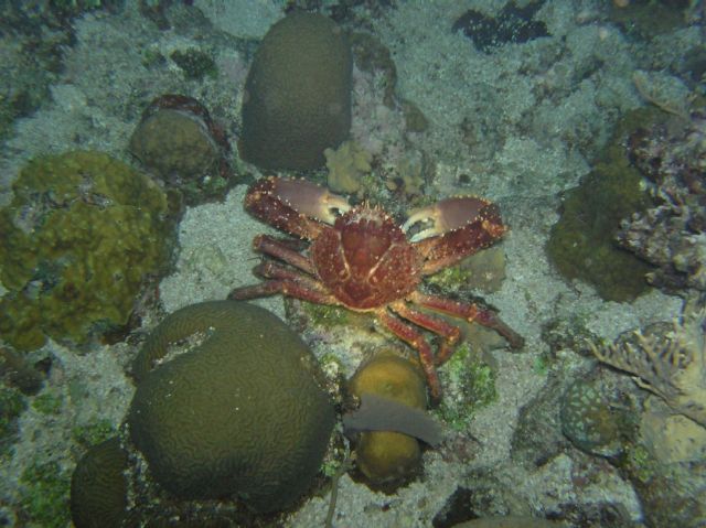 Crab on the night dive
