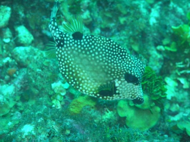 Another trunkfish