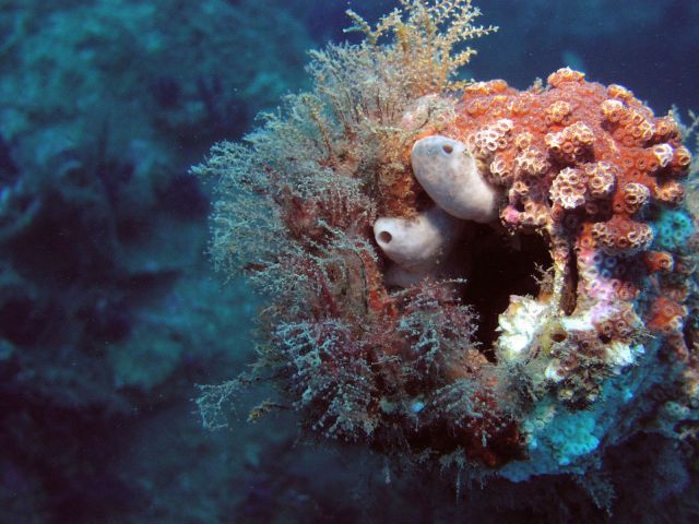 corals #1
