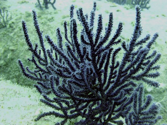 corals #2