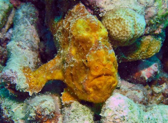 another frogfish