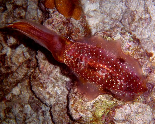 Bonaire Squid