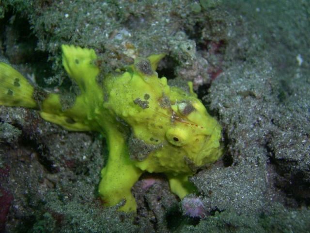 Yellow Frog Fish
