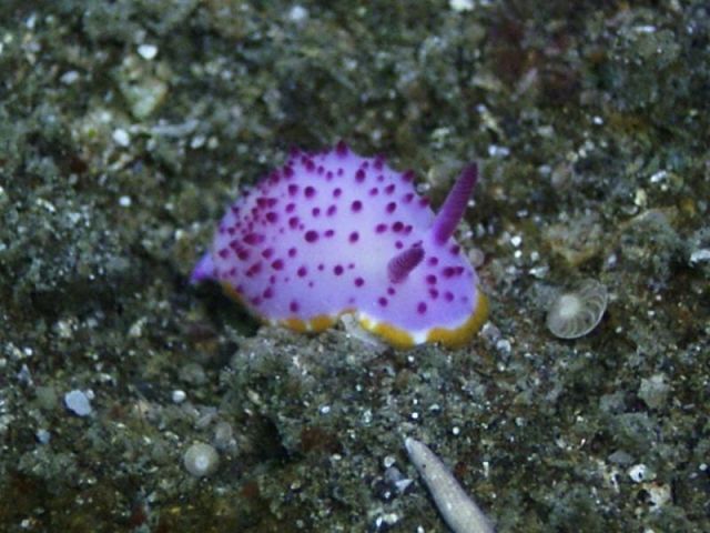 Nudibranch without ring
