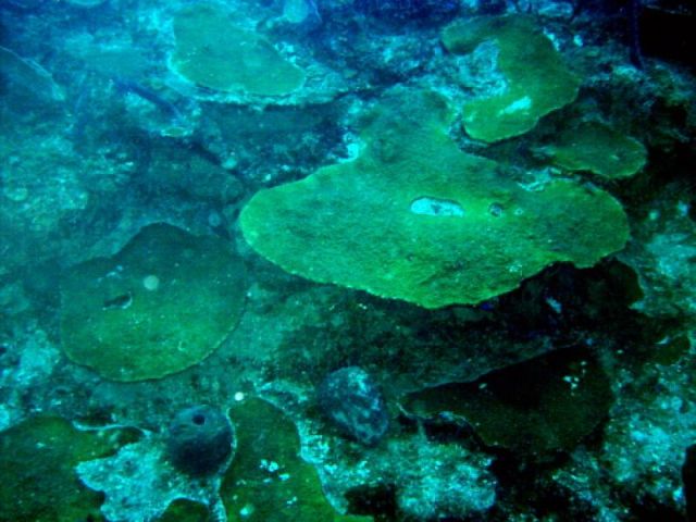 Hard coral