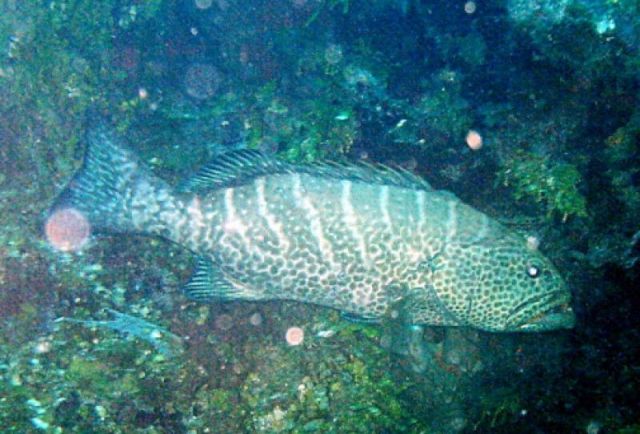 Grouper