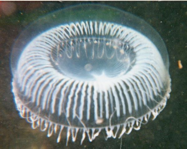 Water Jelly