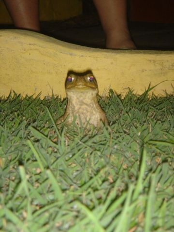 Grenadian Toad