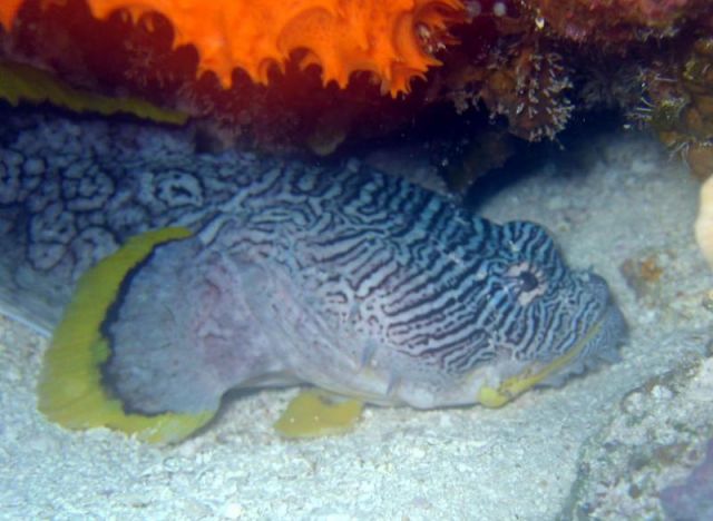 Splendid Toadfish Body