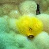 Christmas Tree Worm