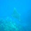 Spotted Eagleray