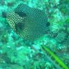 Smooth Trunkfish