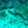 green moray