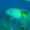 Queen Angelfish