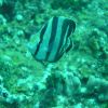 Banded Butterflyfish