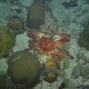 Crab on the night dive