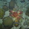 Crab on the night dive