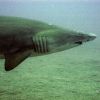 papoose shark #2