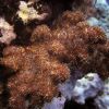 soft corals.jpg