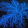 blue coral.jpg