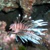 blurry lionfish